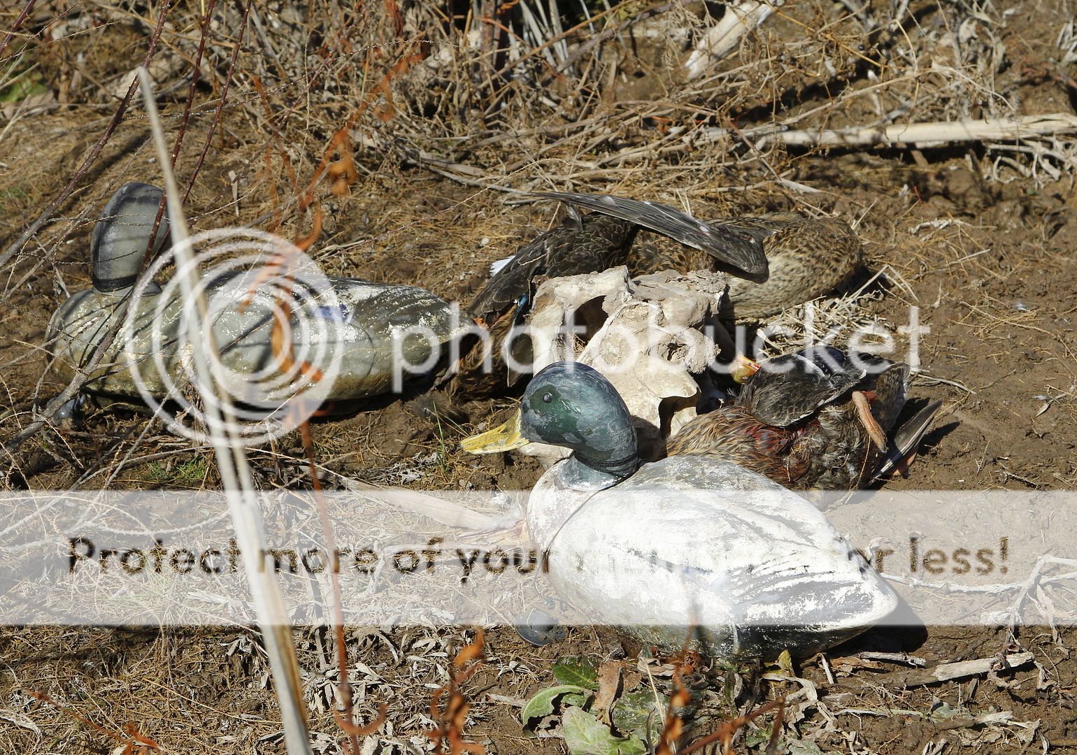 _MG_4004_zps5e314ab0.jpg