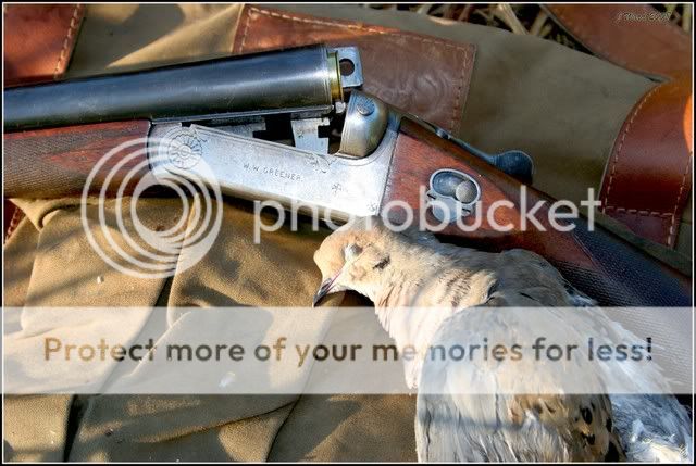 greenerdove.jpg