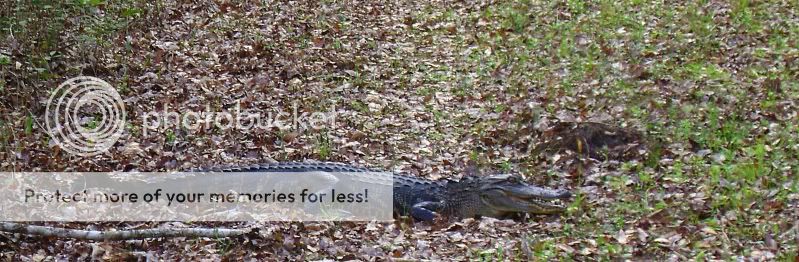 gator.jpg
