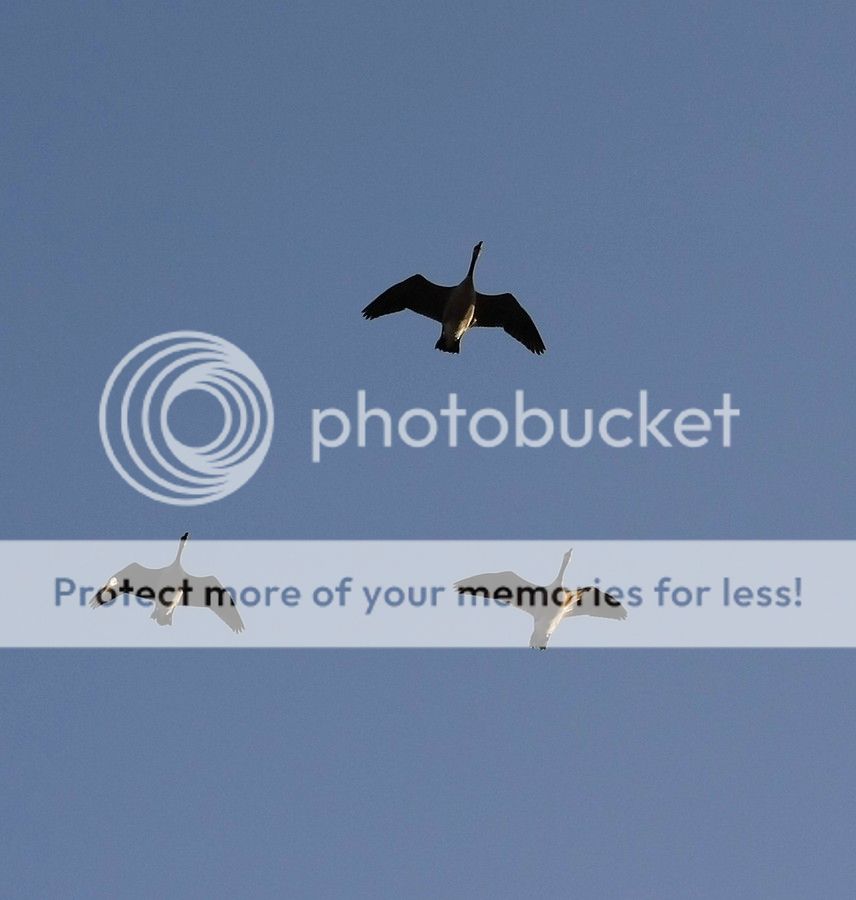 overheadgeese_zpsf6d975a9.jpg