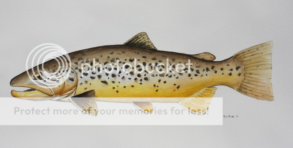 browntrout1000_zpse8da2a11.jpg