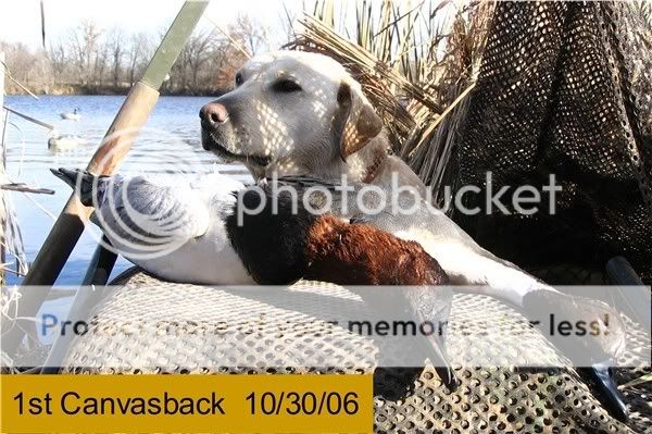 webfirstCanvasback.jpg