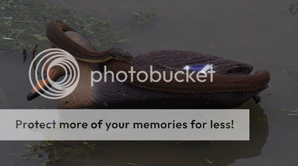 snakedecoy.jpg