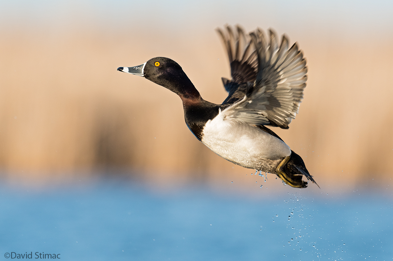 20150410-190541RNDUCK_takeoff.jpg