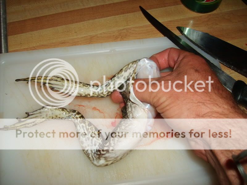 mushrooms818.jpg