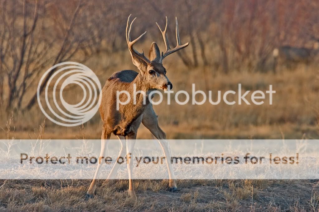 1B-youngMuleDeerBuck.jpg