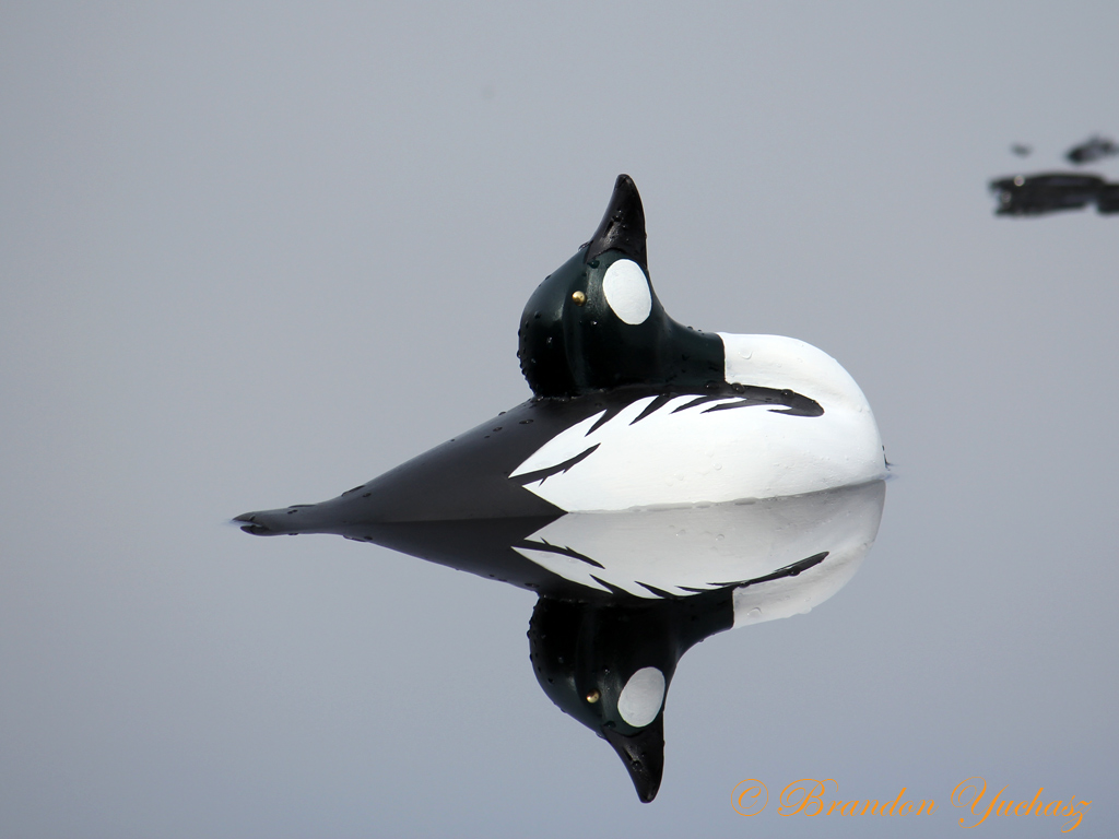 2014-05-31-Lake-242.jpg