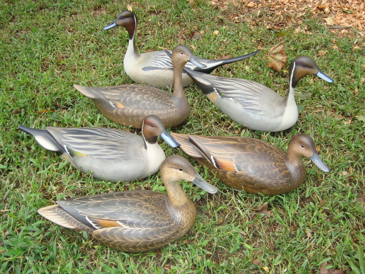 Sutton%20pintail%20rig.jpg