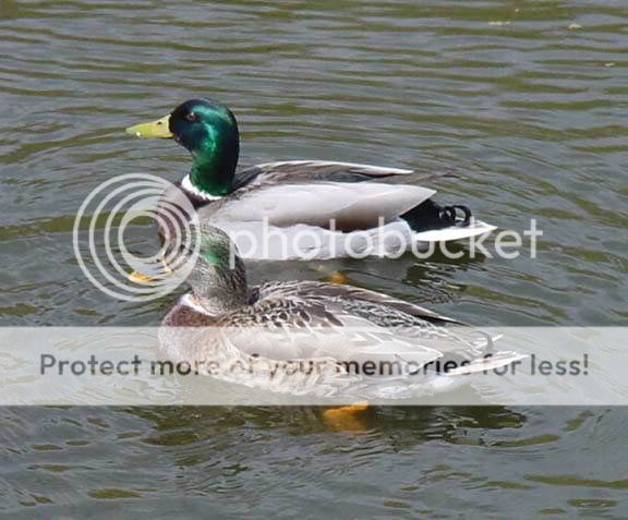 pairofmallards.jpg