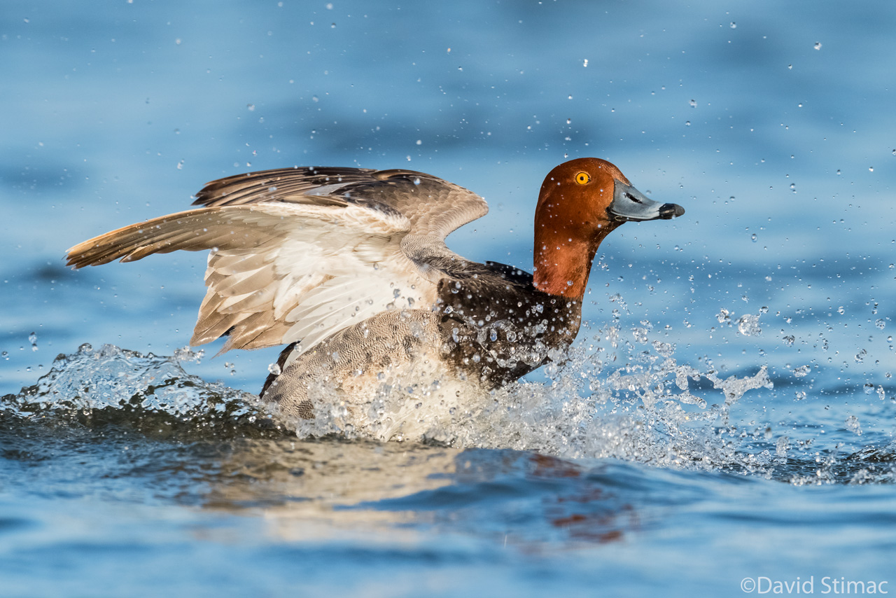 Redhead_splash.jpg