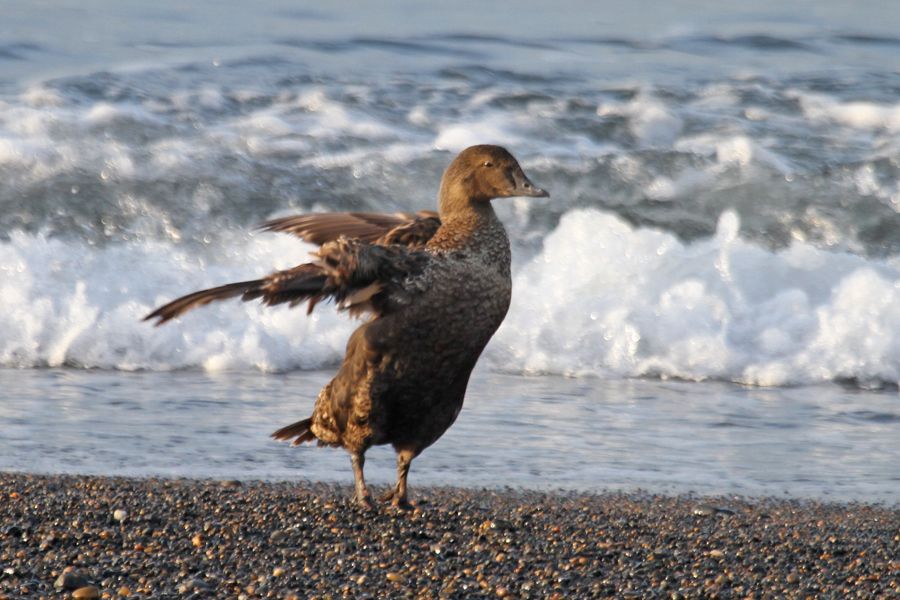 King-Eider-juvenile-9698-cr_zpsd27ce8df.jpg