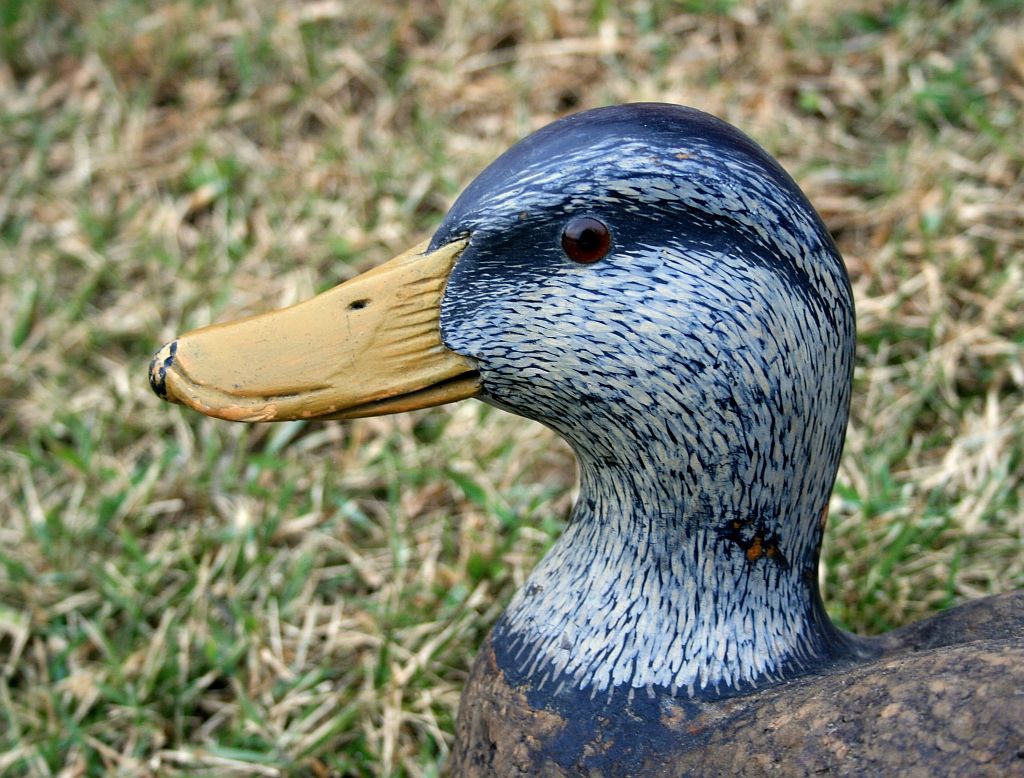 PendergastBlackDuck002small_zps39e70cfb.jpg