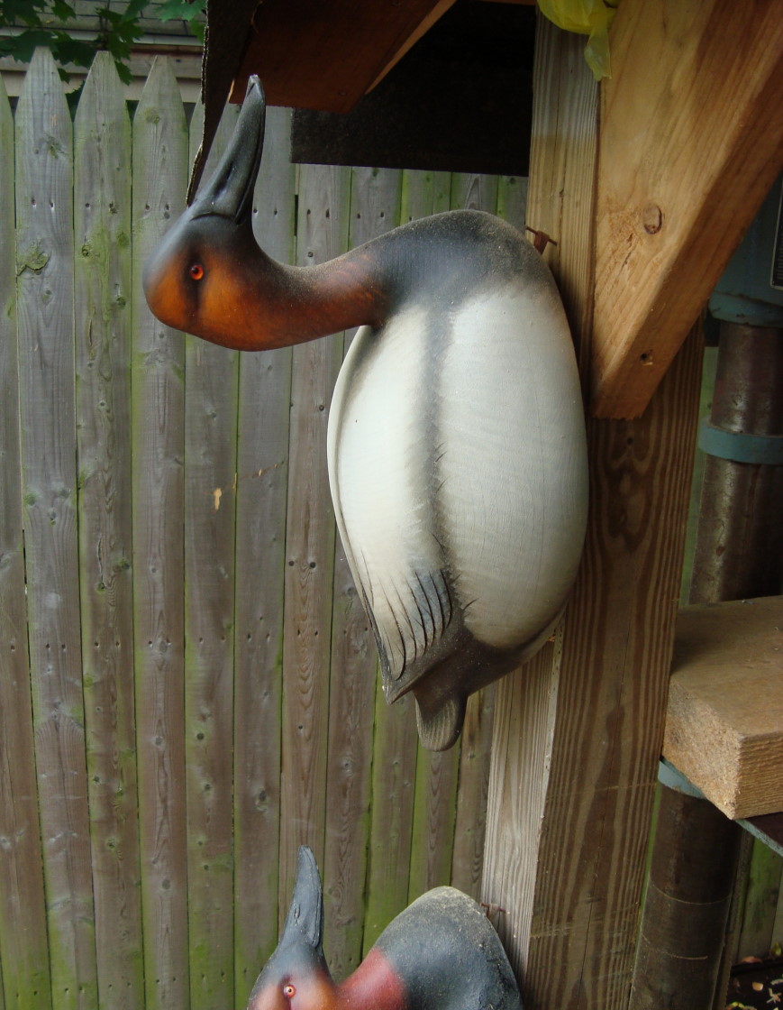 Sutton%20older%20canvasback.jpg