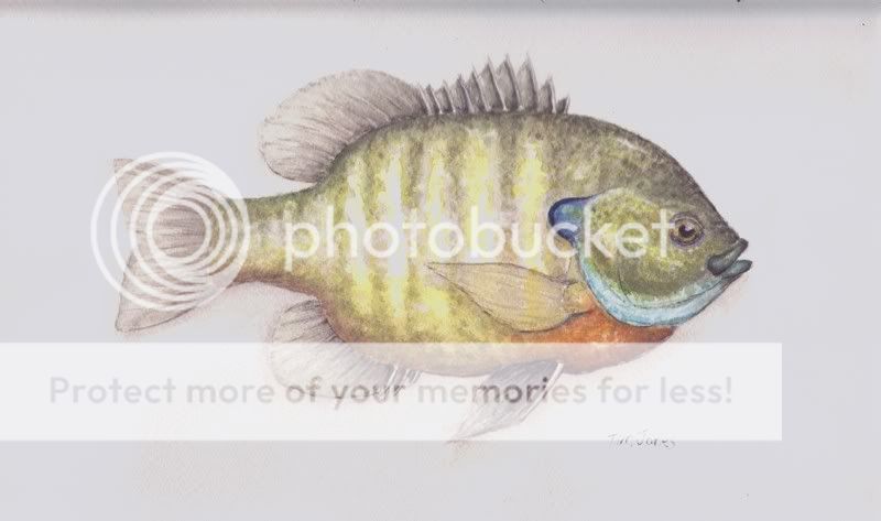 bluegill.jpg