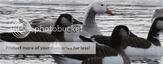 goose1.jpg