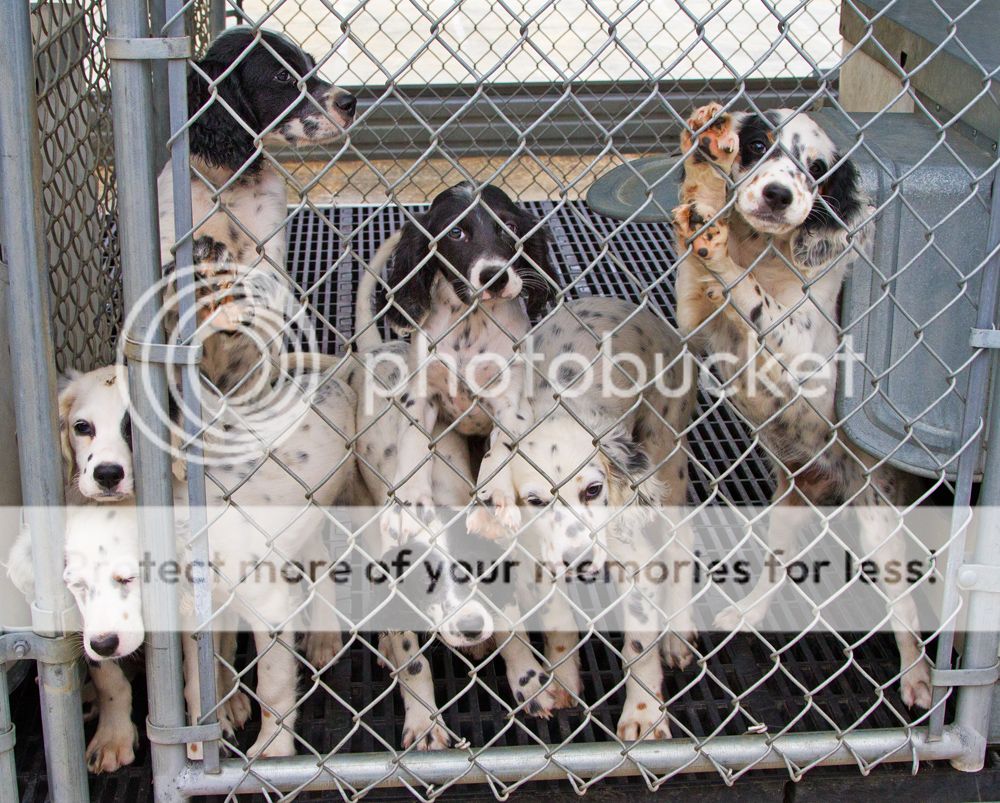 kennel%20full%20of%20precious-rs_zpsxrecoe9a.jpg