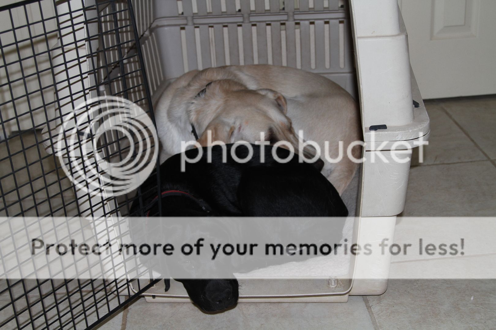 IMG_0950_zps7a62beee.jpg