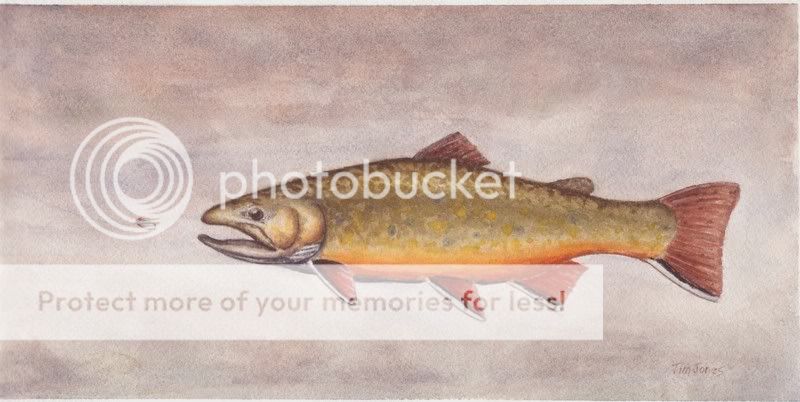 brookt800.jpg