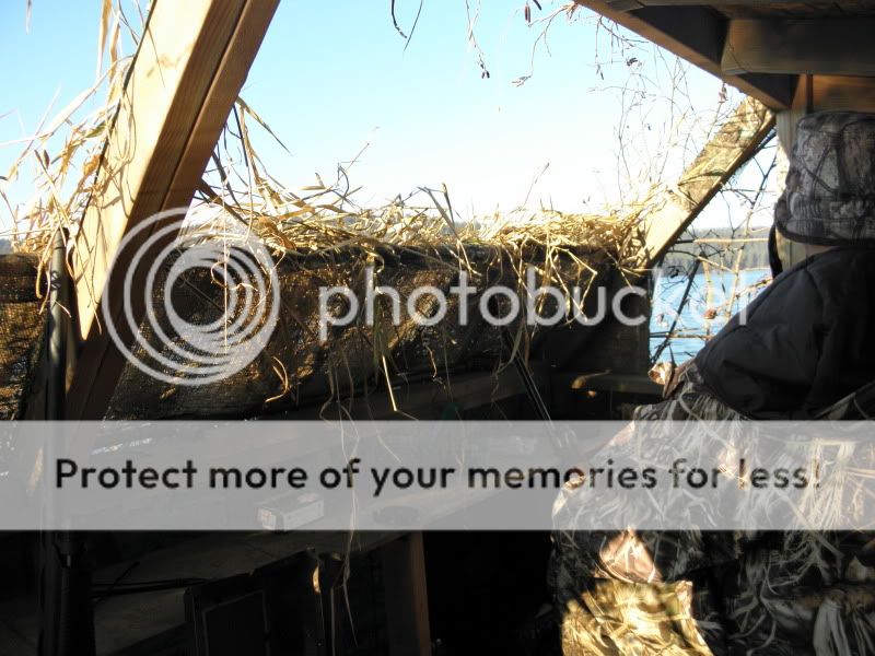 D-DogPics013.jpg