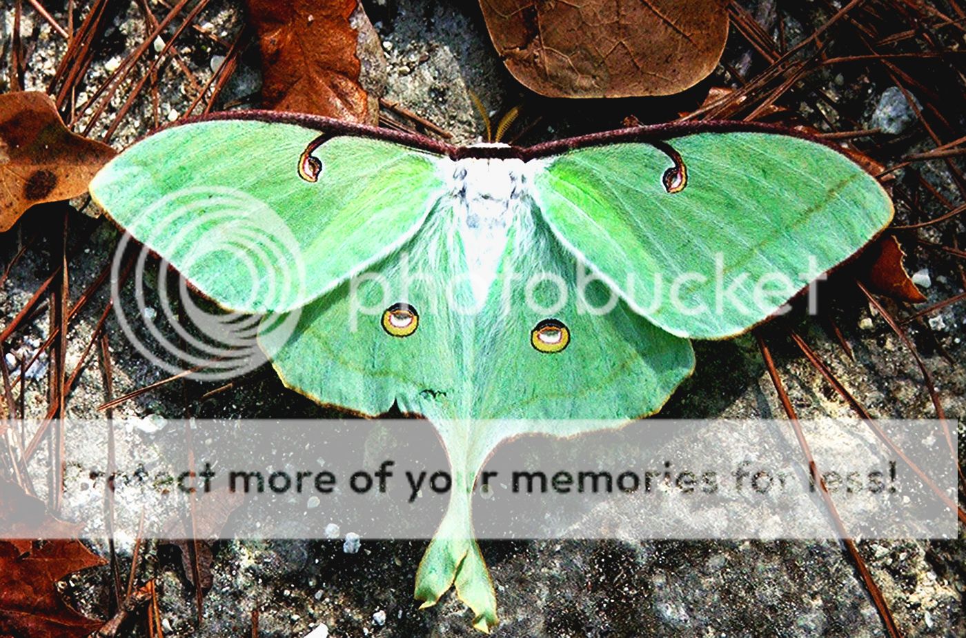 Luna%20Moth_zpsfe7aqn0r.jpg