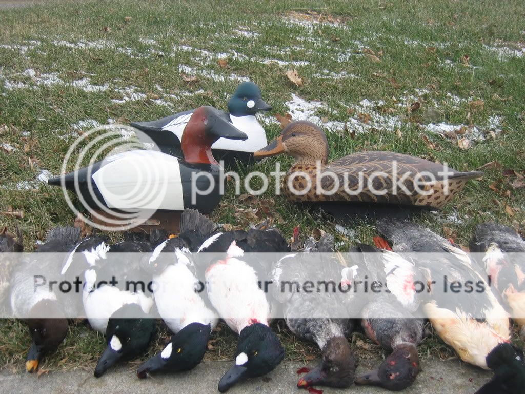 decoysandducks063.jpg