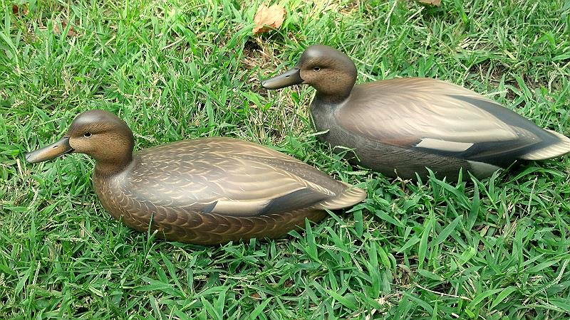 gadwall9.jpg