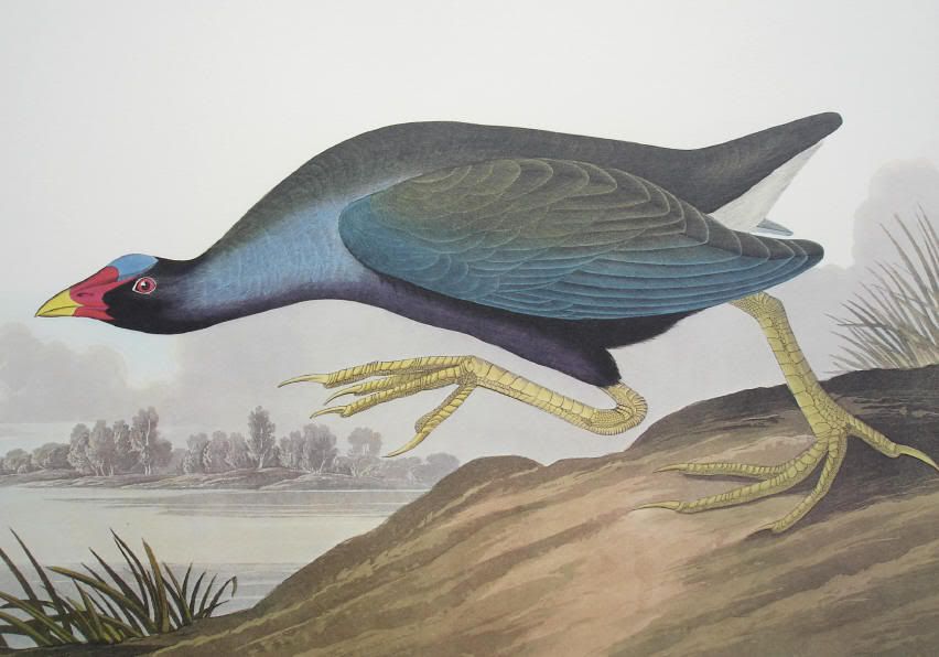 JJAudubonGallinule.jpg