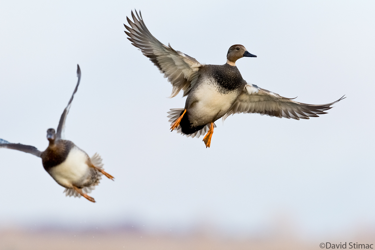 Gadwall.jpg