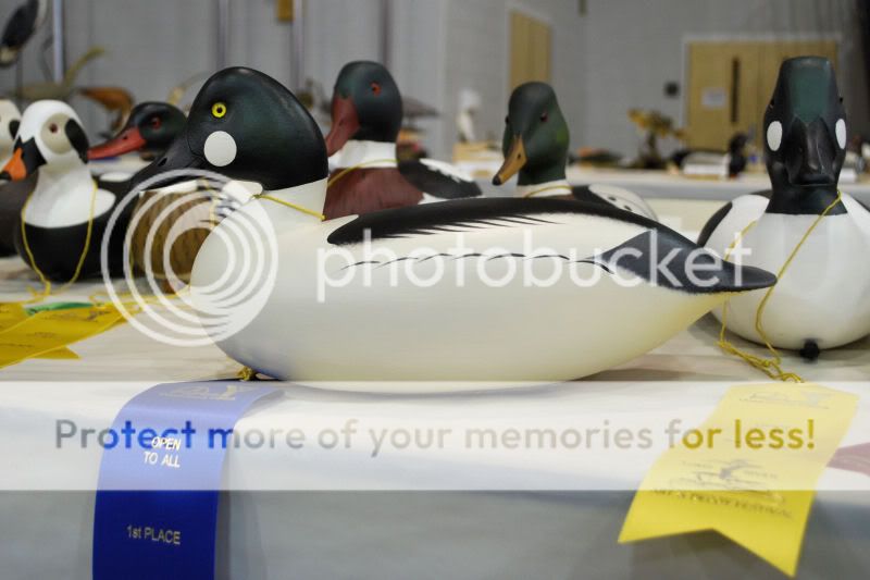 DSC_02251.jpg