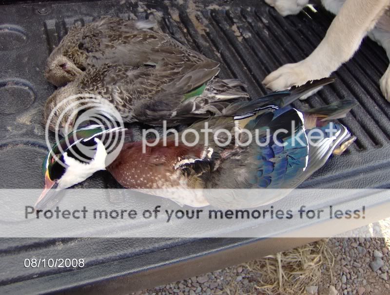 2008duckseasonpics010.jpg