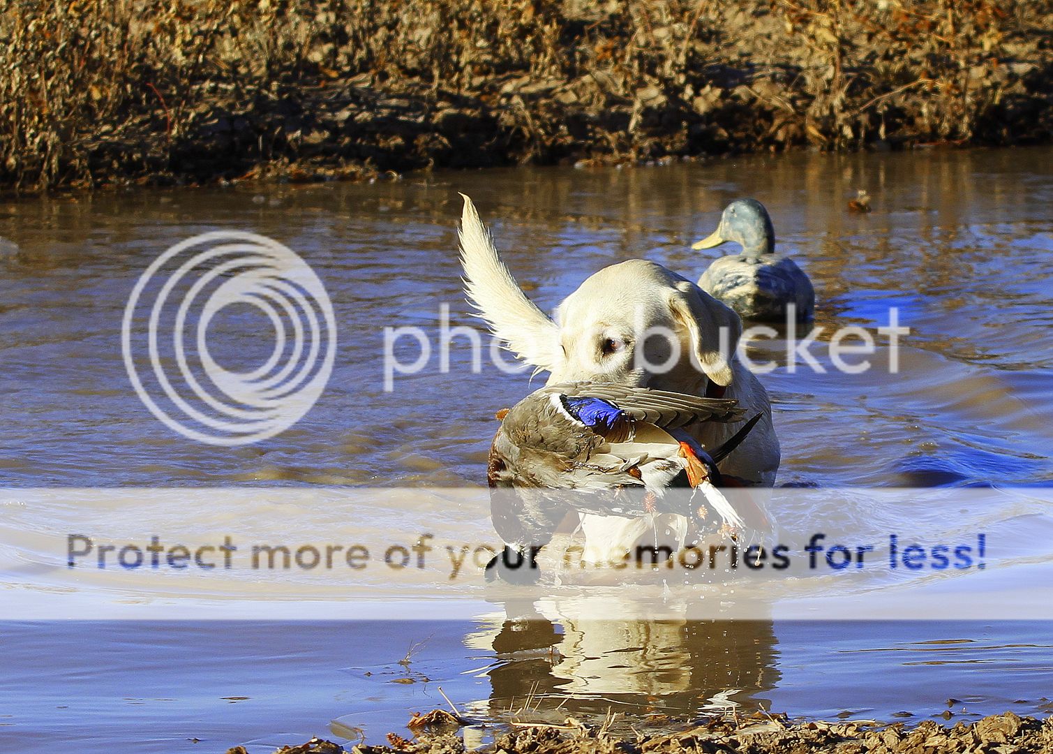 _MG_7601.jpg