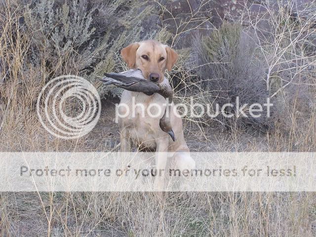 Jakesfirstwildduck15oct11Pintail003.jpg