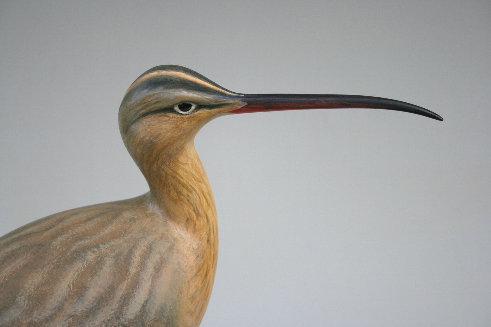 PattersquashWhimbrel-closeup_zpsba16501d.jpg