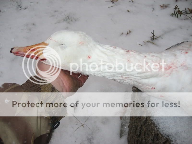 JWAWhiteGoose122609002.jpg