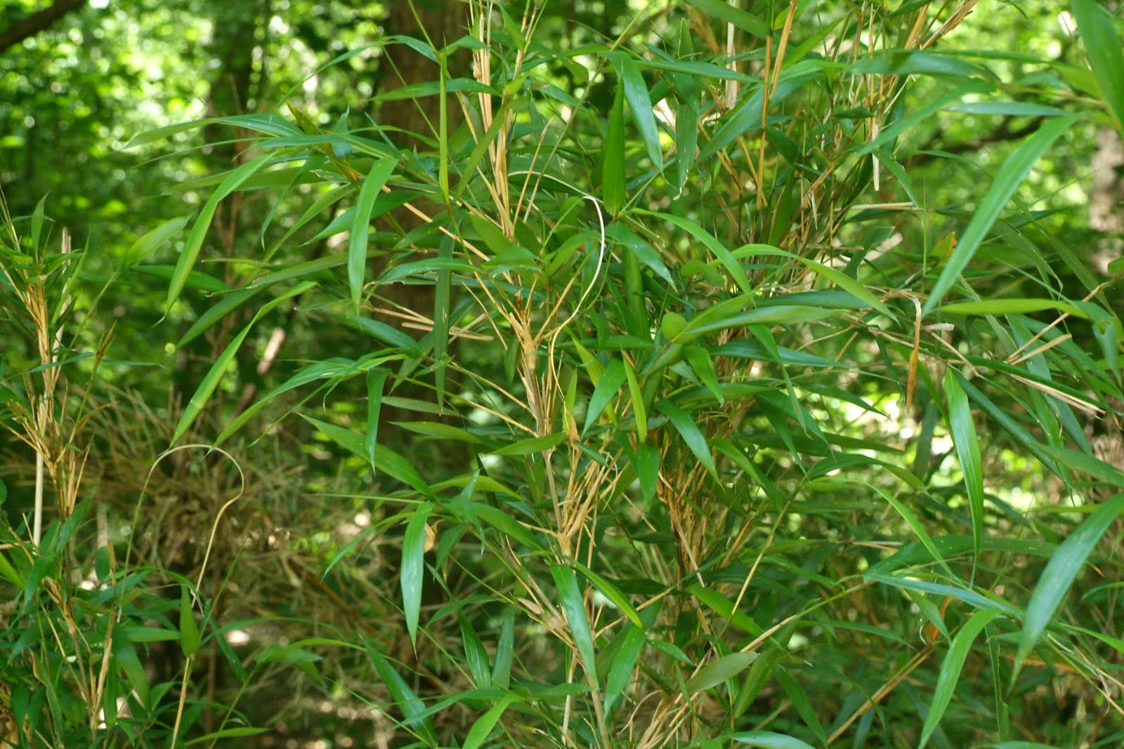 DSCF9450.JPG
