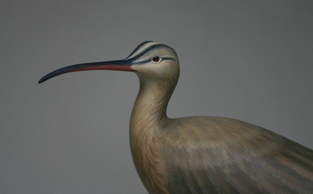 5Whimbrel-closeupsmall_zpsd4aa7768.jpg