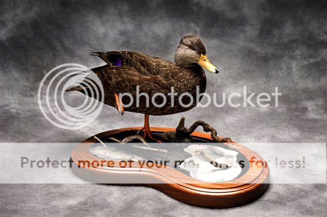 BlackDuck.jpg