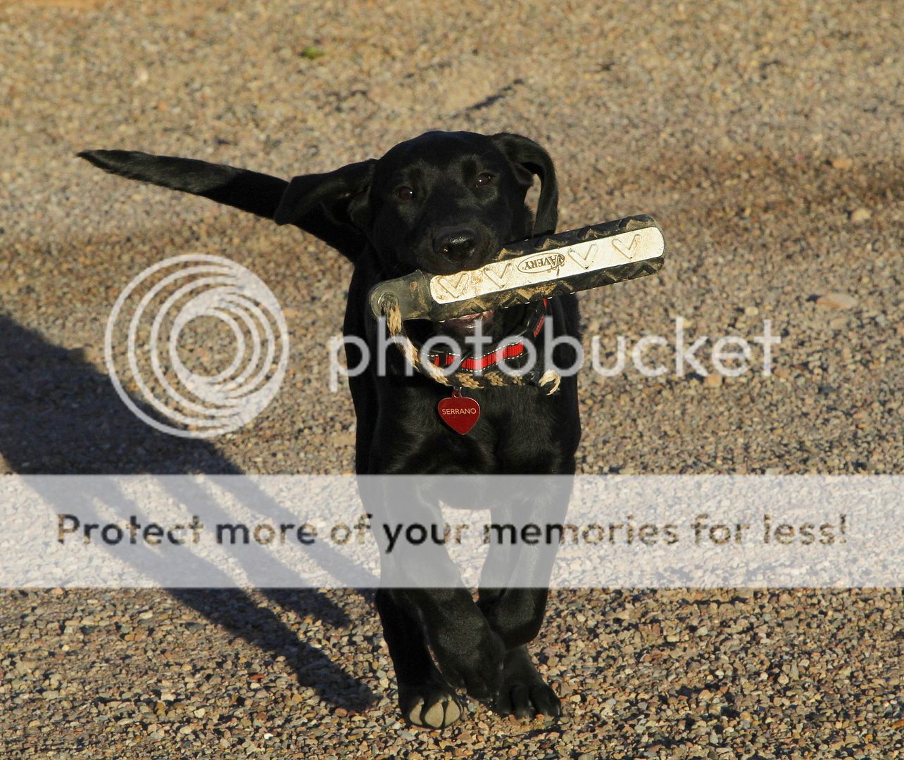_MG_1514_zps07e642b3.jpg