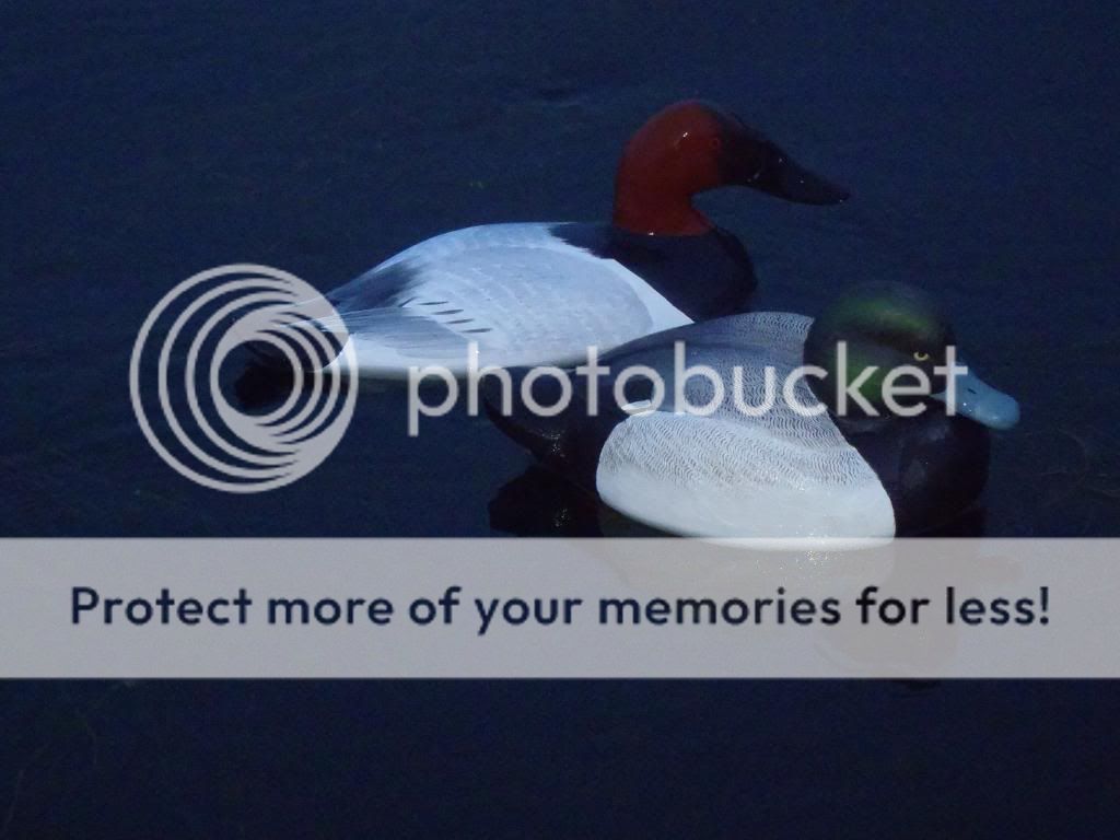 P1040124_zps2dcbd0c4.jpg