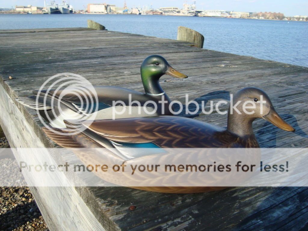 seansuttondelawarerivermallards.jpg