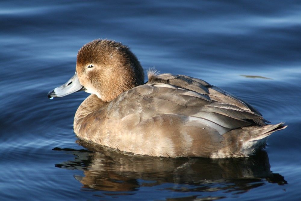 Black%20Duck%20Foamer%20053_zpsmf1ds5ak.jpg