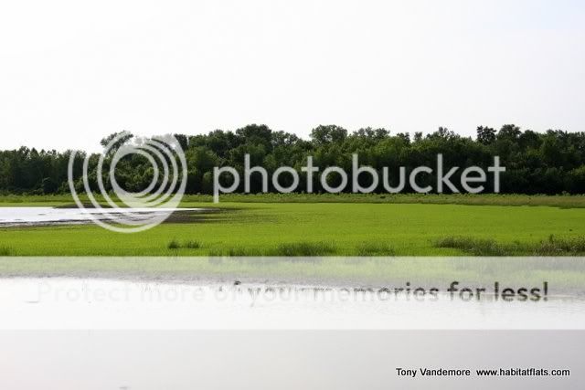 LGSummer11a.jpg