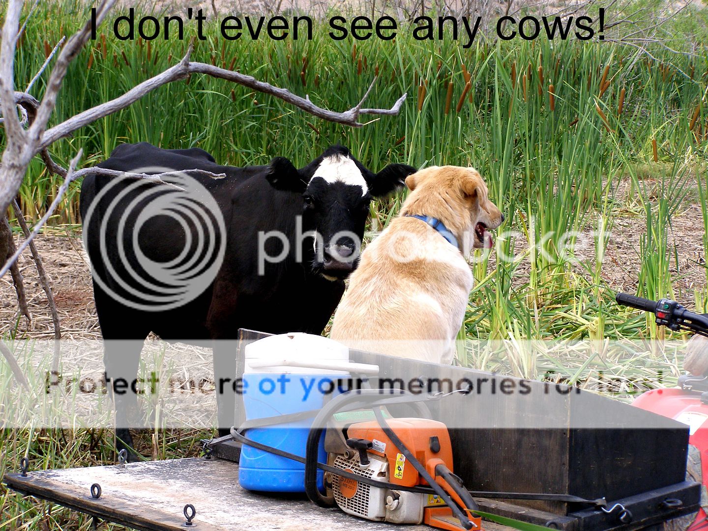 00Idontevenseeanycows.jpg