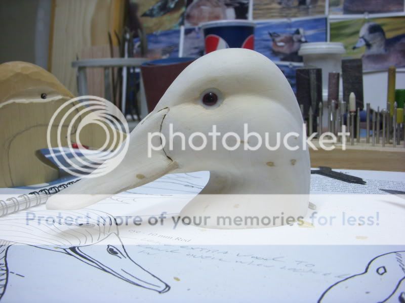 DSCN0811.jpg