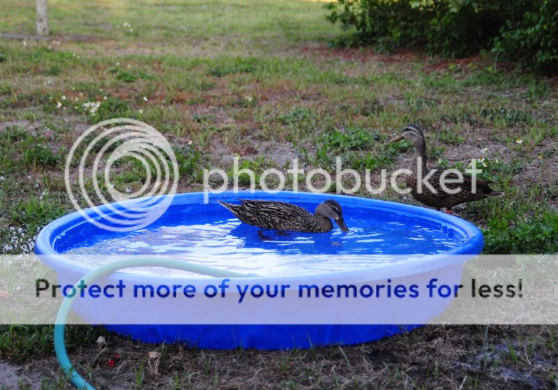 Backyard%20Ducks_zpstdnn5c3d.jpg