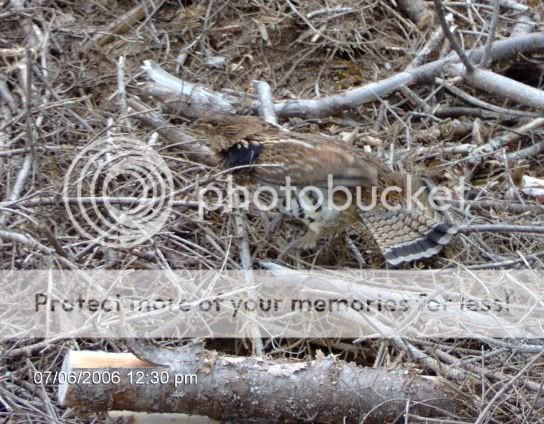 campics4017.jpg