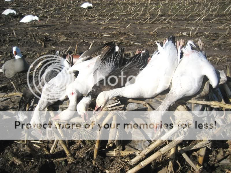 indianasnowsandecoys.jpg