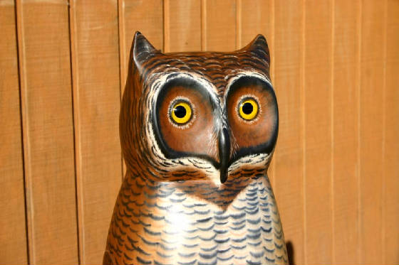 owl3sm.jpg.w560h373.jpg