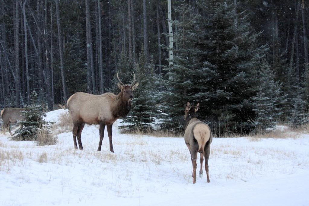 BanffJan232010057-2.jpg