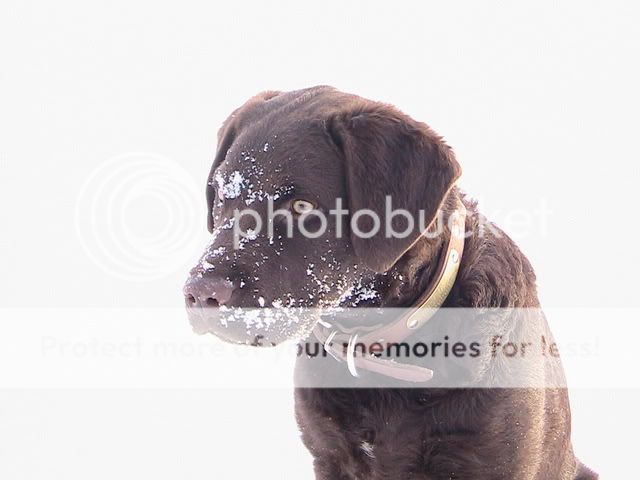 SnowFace3.jpg